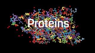 Functions Of Protein In The Body - How The Body Uses Proteins