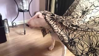 Bull terrier trance