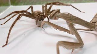 【閲覧注意】アシダカグモ vs オオカマキリ‗動画version　＜昆虫バトル　生物観察　捕食　飼育　給餌　アシダカグモ　オオカマキリ＞