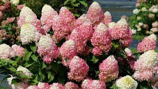 5 Must-Have Proven Winners Hydrangeas to Plant this Fall