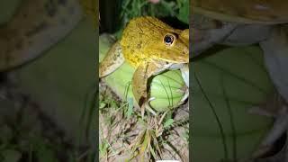 Funny frog | catching and touching funny frog | Tep longheng Funny frog