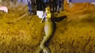 Top 10 Most Convincing Mermaid Sightings Ever Caught On Camera