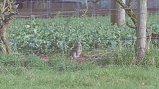 SUB 12 RABBIT CONTROL MASTERCLASS