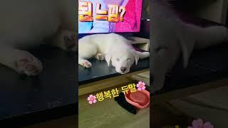 자면서도 웃는 겸디하리  #vlog #강아지브이로그 #진트리버 #napster #baby #cute #hari #웃긴영상 #낮잠 #주말 #최고 #힐링 #강아지 #하리