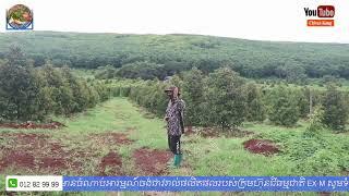 ទិដ្ឋភាពទូទៅចំការ EXM Cambodia Agriculture