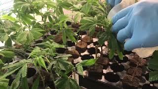 Inside Michigan's first medical marijuana mega grow operation