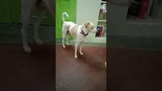 Maayoney Maya machane #tamil #music #song #tamilsong #lovesong #dog #dogworld