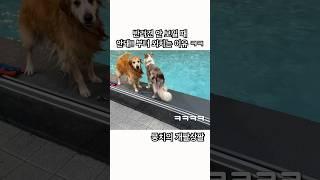 반려견 안 보일 때 안돼!! 부터 외치는 이유 ㅋㅋㅋ #shots