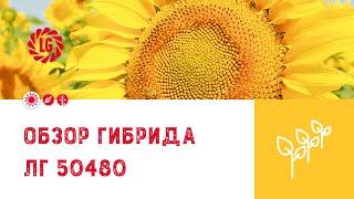 Обзор гибрида ЛГ 50480 / Гибрид подсолнечника