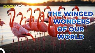 "The Untold Special Powers of Winged Wonders | Special Forces