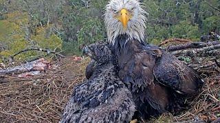 Rain, Gabby and Bodie (NE31) American Eagle Foundation NEFL Cam 1 - Live Bald Eagle Cam