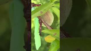 Peach bud day 161