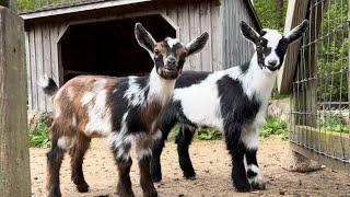 25 little goats have the zoomies