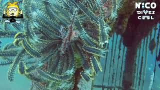 Rare Ghost Pipefish in Bali !