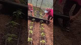 Vegetables Farming #satisfying #shortsvideo