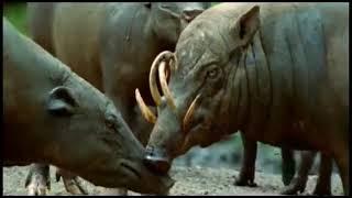 The Babirusa