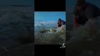 Sandbar Shark Release #fishing #sharktime #sharkresearch #beach #sharklife