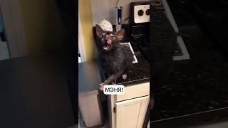 Котик попал - дочь по залёту, часть 2 Апргейд субтитроа, озвучка до слёз #котики