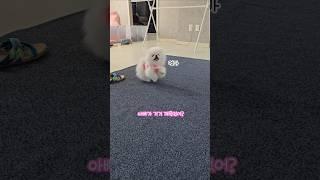 아빠한테 깨물린줄 아는 강아지 #박뚜뚜 #박코코 #포메라니안 #funnyshorts #puppy #pets