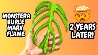  Complete Guide: Monstera Burle Marx Flame | How to grow your plants HUGE | 2 Years of Growth