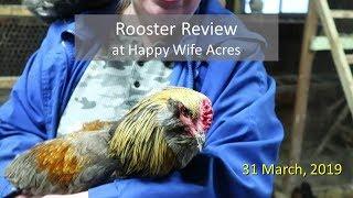 Rooster Review at Happy Wife Acres