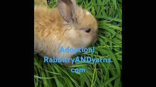 angora boy bunny seeking forever home