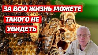 Матка пчел избавляется от соперниц За 30 ть лет вижу первый раз