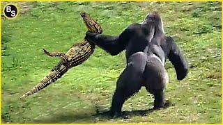 When Crocodiles Messed with the Wrong Opponent!