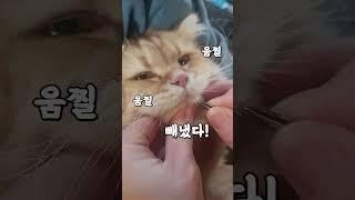 고양이 키우시는 분들 이거 조심하세요 #shorts