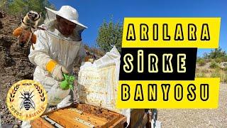 ARILARA SİRKELİ SU BANYOSU YAPTIRDIK | Arıcılık nasıl yapılır?