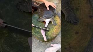 Amazing Turtle Cutting Technique  #shorts