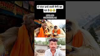 दो बंदर ढाबे वाली मैगी खा रहा हैmonkey videovlog#shorts #funny #comedy #viral #shorts#ai#shortvideo