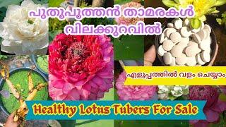 Healthy Lotus Tubers For Sale @Petalssphere വളം ചെയ്യാം എളുപ്പത്തിൽ