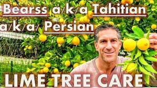 Bearss a/k/a Tahitian a/k/a/ Persian Lime & Mexican Lime Trees | Citrus Care