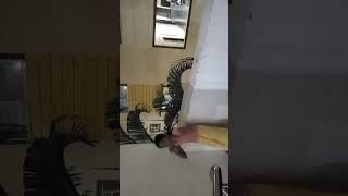 manvitha's  dance 