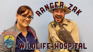 Birds of Prey | Ranger Zak Educational Videos For Kids