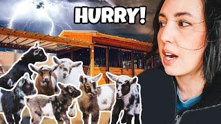 Oh no! WINTER STORM hits during BABY GOAT season! 