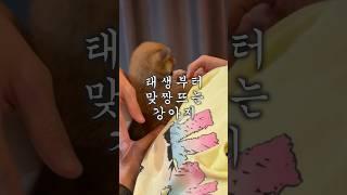 태생부터 버릇 없는 강아지 #시바견 #시바이누 #마메시바