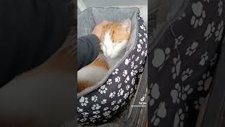 How to Give Love to a Homeless Cat #cat #homelessstreetcats #catlover #cute #orangecat #shorts