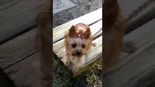 待っていたヨーキーらん/Yorkie was waiting