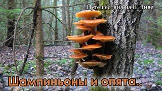 Шампиньоны, опята, говорушки.. 9 ноября Ступинский район.