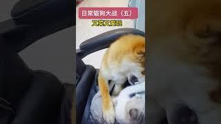 猫狗大战5  #萌宠 #搞笑  #熱門 #宠物  #animals #萌寵 #养狗