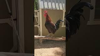 Black Copper Maran Rooster #blackcoppermaran #backyardflock #backyardchickens