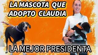 LA 4 LA  MASCOTA QUE ADOPTO CLAUDIA SHEIMBAUM  UN HERMOSO ACTO DE AMOR 