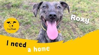 Roxy the adorable Lurcher | Dogs Trust West Calder