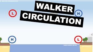 Infographics | The Walker Circulation