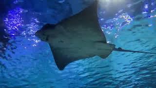 4k Relaxing Aquatic Ambient + Music and Nature Video #fishlaw1