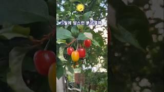 천식에 좋은 보리수 나무 씨앗 구하기 채종. gathering thinking tree seed. #황영웅 안볼때 없을때