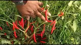 Saivi seeds,Hot pepper-Damini