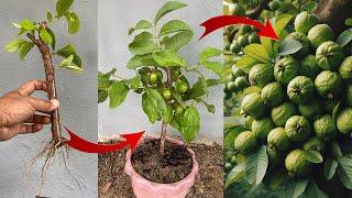 best method plant guava growing fast, How to graft guava get alot of guava fruit